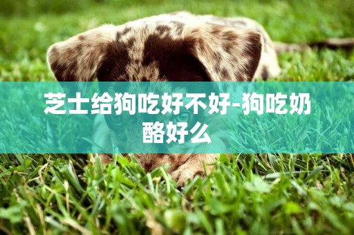 芝士給狗吃好不好-狗吃奶酪好么