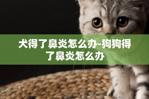 犬得了鼻炎怎么辦-狗狗得了鼻炎怎么辦