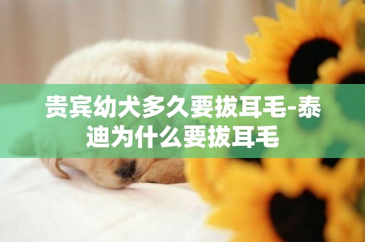 貴賓幼犬多久要拔耳毛-泰迪為什么要拔耳毛