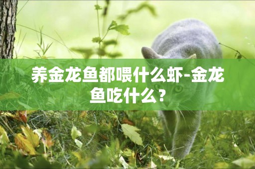 養金龍魚都喂什么蝦-金龍魚吃什么？