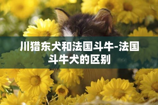 川獵東犬和法國斗牛-法國斗牛犬的區別