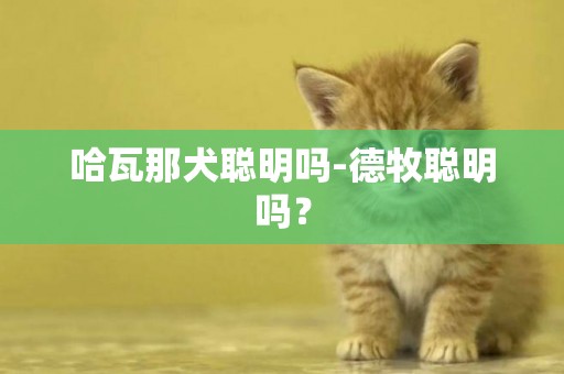 哈瓦那犬聰明嗎-德牧聰明嗎？