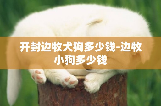 開封邊牧犬狗多少錢-邊牧小狗多少錢