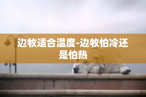 邊牧適合溫度-邊牧怕冷還是怕熱