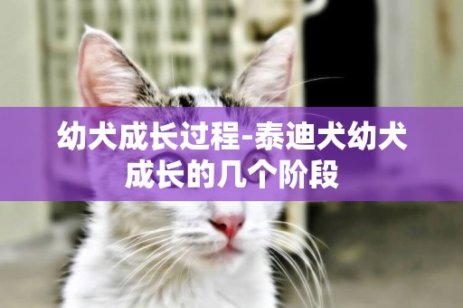 幼犬成長過程-泰迪犬幼犬成長的幾個階段