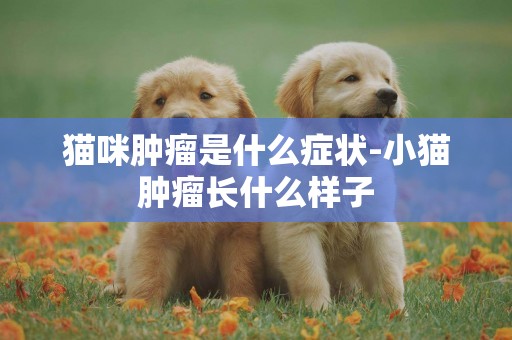 貓咪腫瘤是什么癥狀-小貓腫瘤長什么樣子