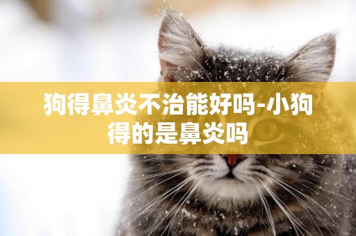 狗得鼻炎不治能好嗎-小狗得的是鼻炎嗎