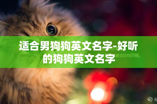適合男狗狗英文名字-好聽的狗狗英文名字