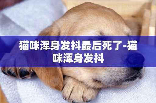 貓咪渾身發抖最后死了-貓咪渾身發抖