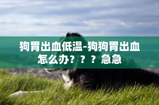 狗胃出血低溫-狗狗胃出血怎么辦？？？急急