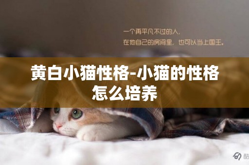 黃白小貓性格-小貓的性格怎么培養