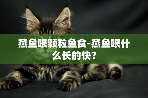 燕魚喂顆粒魚食-燕魚喂什么長的快？