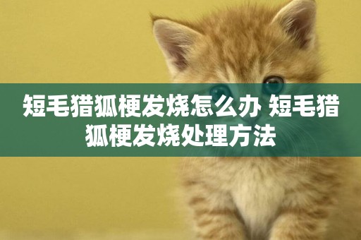 短毛獵狐梗發燒怎么辦 短毛獵狐梗發燒處理方法
