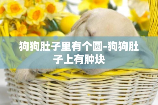 狗狗肚子里有個圓-狗狗肚子上有腫塊