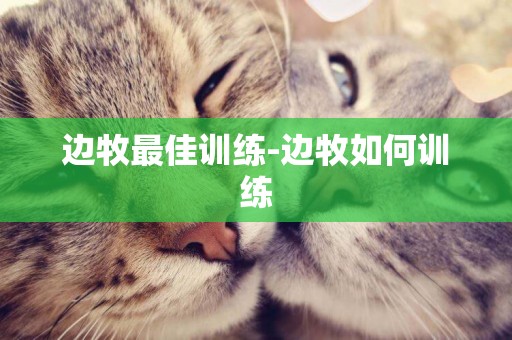 邊牧最佳訓練-邊牧如何訓練