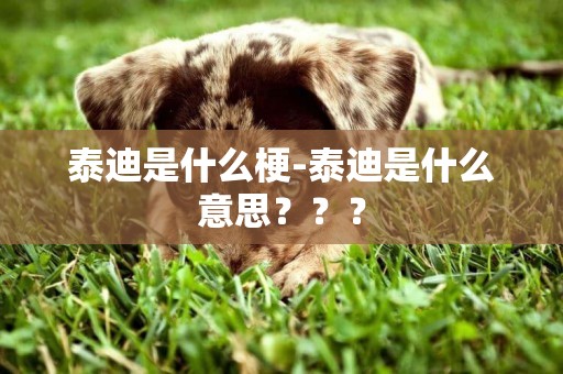 泰迪是什么梗-泰迪是什么意思？？？
