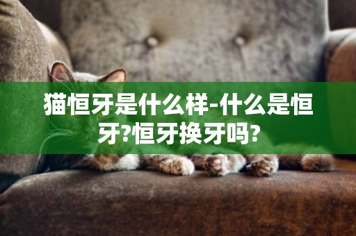 貓恒牙是什么樣-什么是恒牙?恒牙換牙嗎?