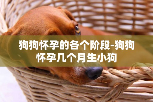 狗狗懷孕的各個階段-狗狗懷孕幾個月生小狗