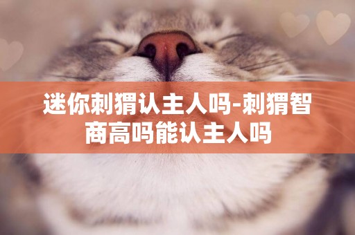 迷你刺猬認主人嗎-刺猬智商高嗎能認主人嗎