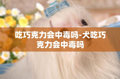 吃巧克力會中毒嗎-犬吃巧克力會中毒嗎