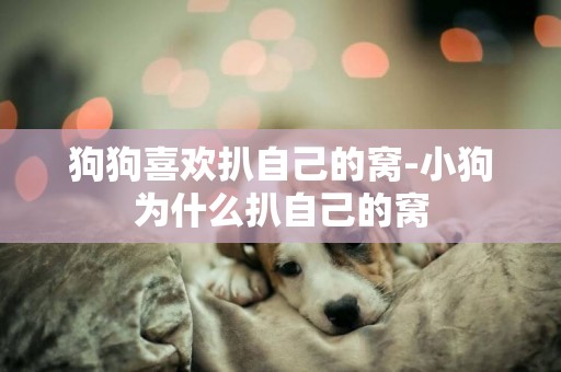 狗狗喜歡扒自己的窩-小狗為什么扒自己的窩