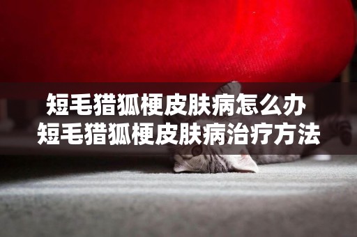 短毛獵狐梗皮膚病怎么辦 短毛獵狐梗皮膚病治療方法