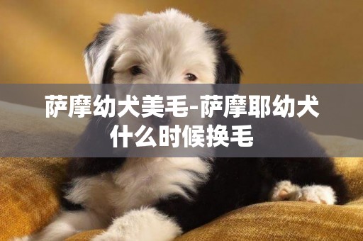 薩摩幼犬美毛-薩摩耶幼犬什么時候換毛
