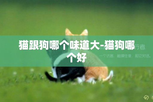 貓跟狗哪個味道大-貓狗哪個好