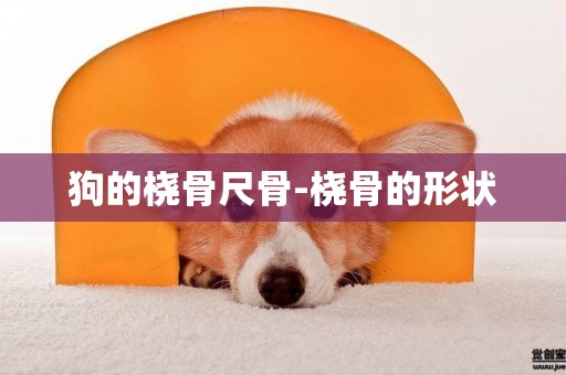 狗的橈骨尺骨-橈骨的形狀