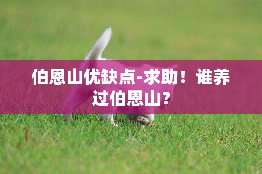 伯恩山優缺點-求助！誰養過伯恩山？
