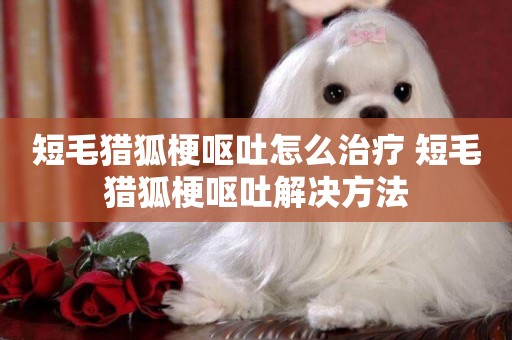 短毛獵狐梗嘔吐怎么治療 短毛獵狐梗嘔吐解決方法