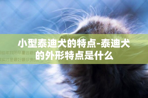 小型泰迪犬的特點-泰迪犬的外形特點是什么