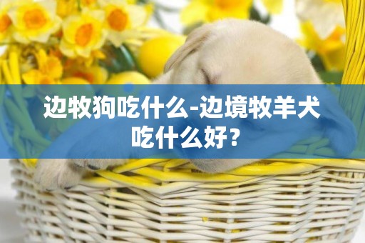 邊牧狗吃什么-邊境牧羊犬 吃什么好？