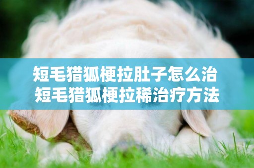 短毛獵狐梗拉肚子怎么治 短毛獵狐梗拉稀治療方法