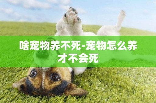 啥寵物養不死-寵物怎么養才不會死