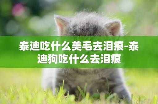 泰迪吃什么美毛去淚痕-泰迪狗吃什么去淚痕