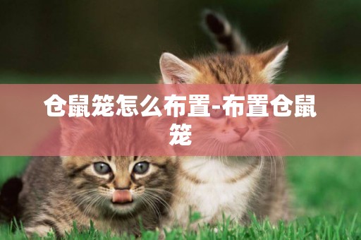 倉鼠籠怎么布置-布置倉鼠籠