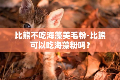 比熊不吃海藻美毛粉-比熊可以吃海藻粉嗎？