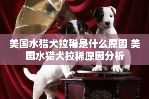 美國水獵犬拉稀是什么原因 美國水獵犬拉稀原因分析