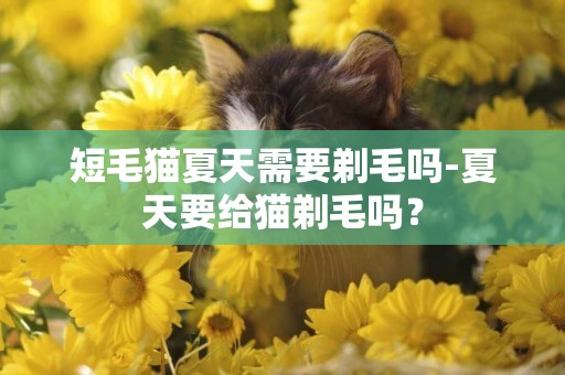 短毛貓夏天需要剃毛嗎-夏天要給貓剃毛嗎？