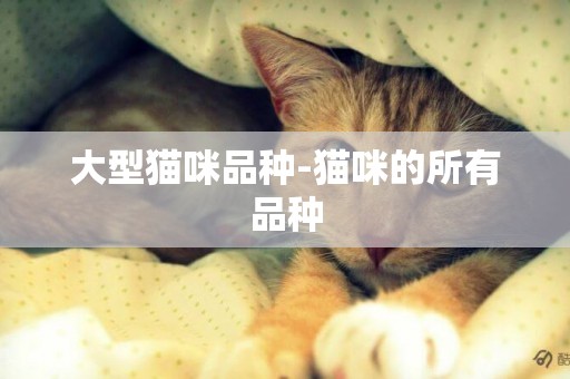 大型貓咪品種-貓咪的所有品種