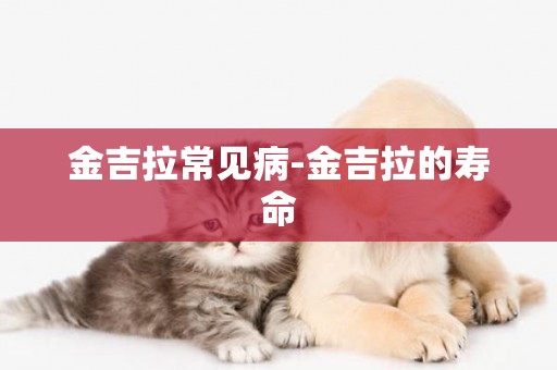 金吉拉常見病-金吉拉的壽命