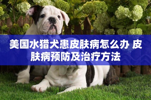 美國水獵犬患皮膚病怎么辦 皮膚病預防及治療方法