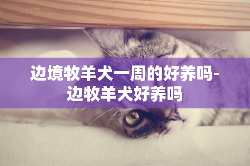 邊境牧羊犬一周的好養嗎-邊牧羊犬好養嗎