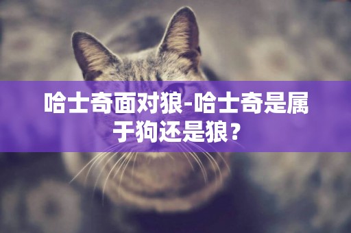 哈士奇面對狼-哈士奇是屬于狗還是狼？