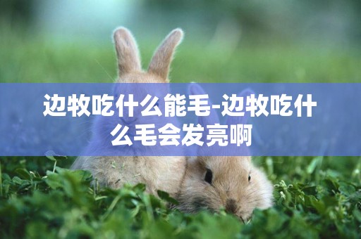 邊牧吃什么能毛-邊牧吃什么毛會發亮啊