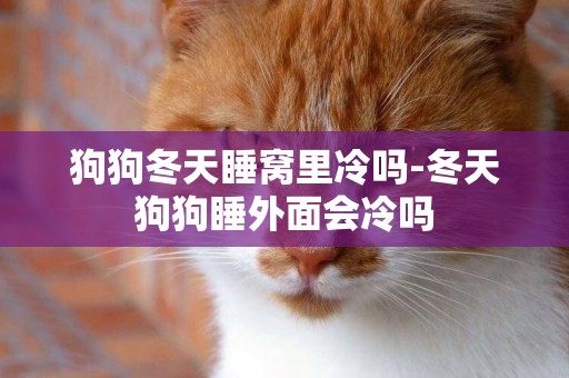 狗狗冬天睡窩里冷嗎-冬天狗狗睡外面會冷嗎