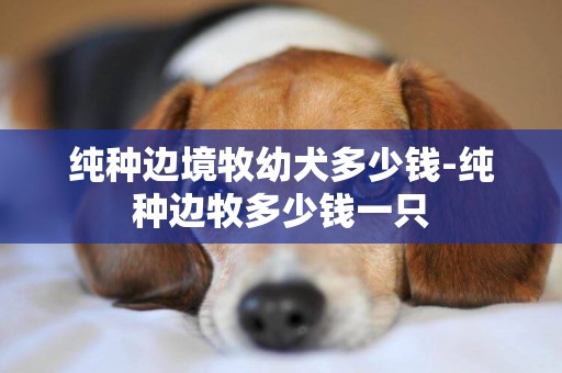 純種邊境牧幼犬多少錢-純種邊牧多少錢一只