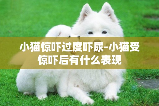 小貓驚嚇過度嚇尿-小貓受驚嚇后有什么表現