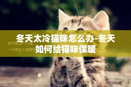 冬天太冷貓咪怎么辦-冬天如何給貓咪保暖